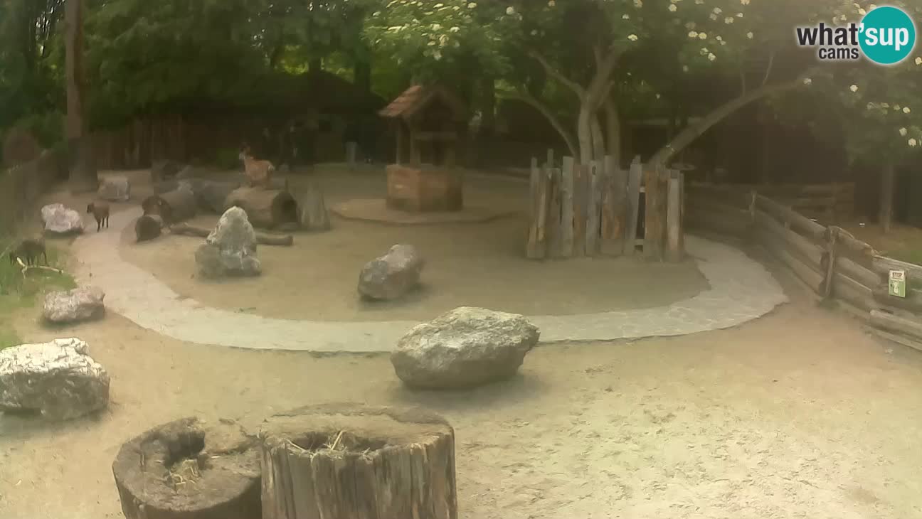 Zoo Zagreb –  Mono maicero