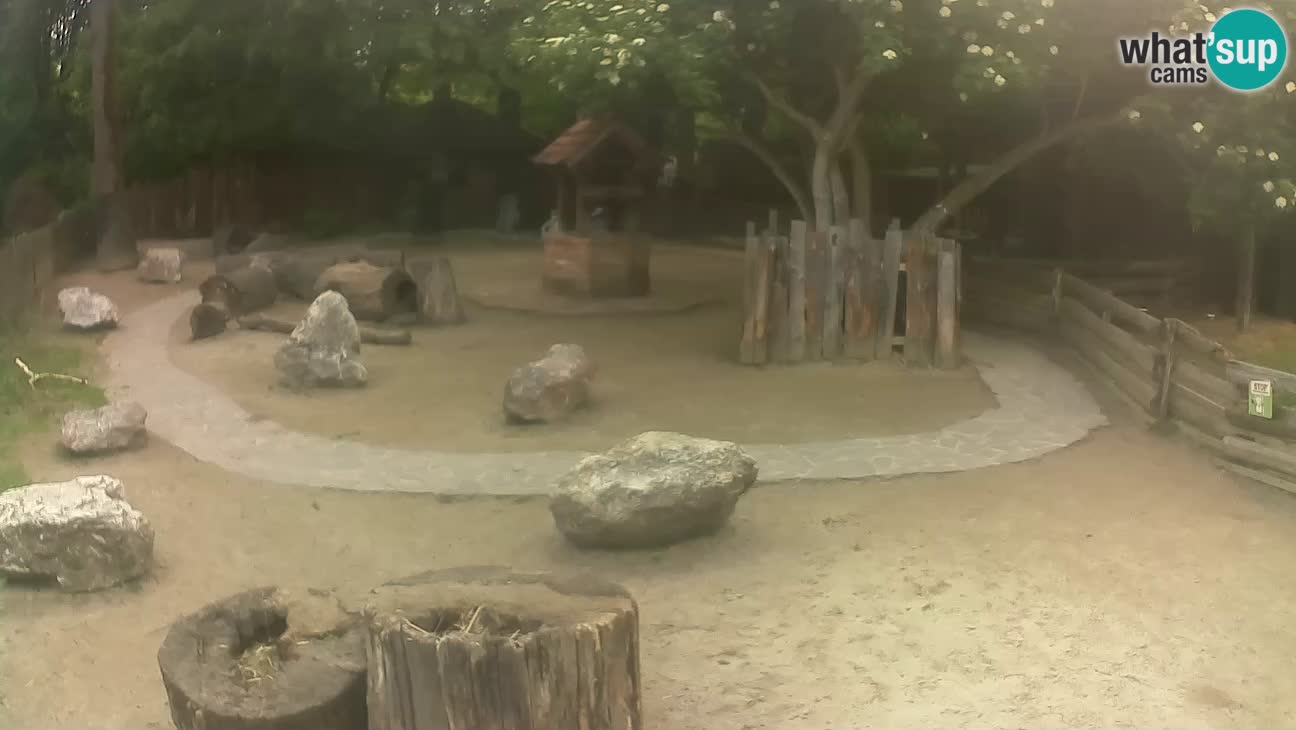 Zoo Zagreb – Brown Capuchin