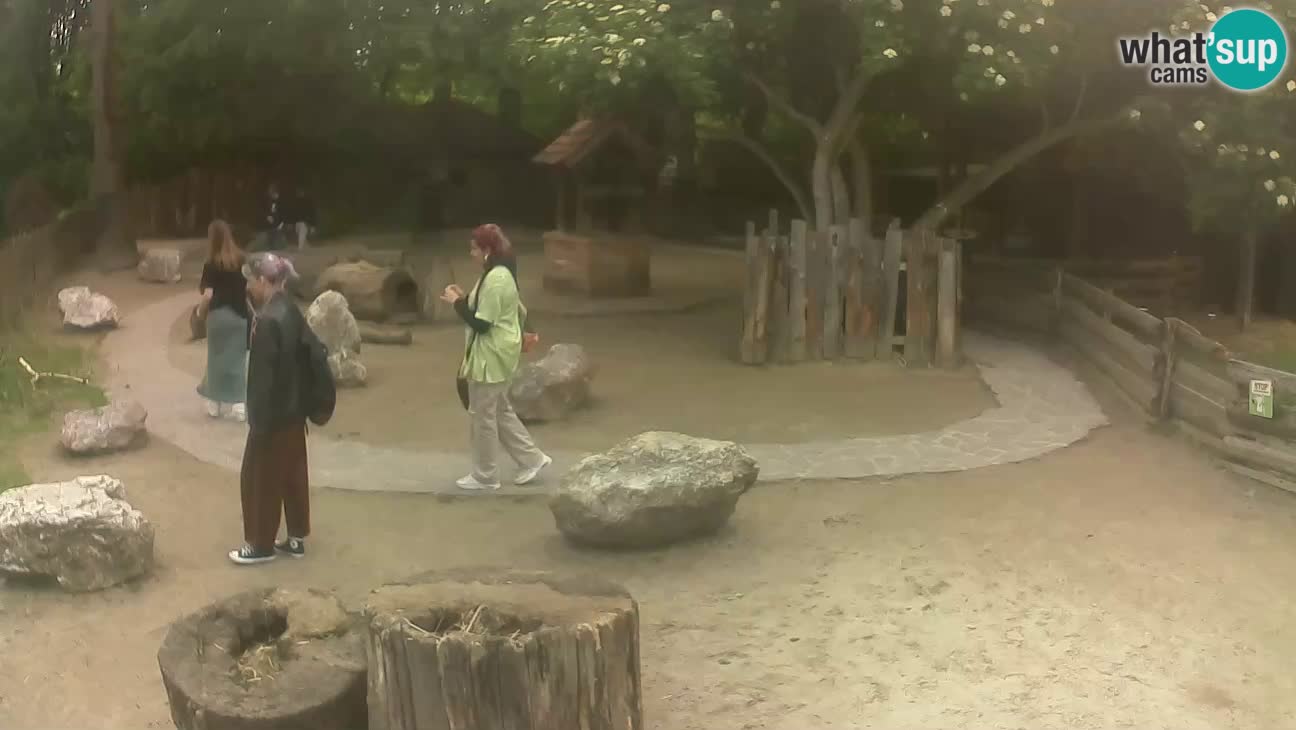 Zoo Zagreb – Rjava kapucinka