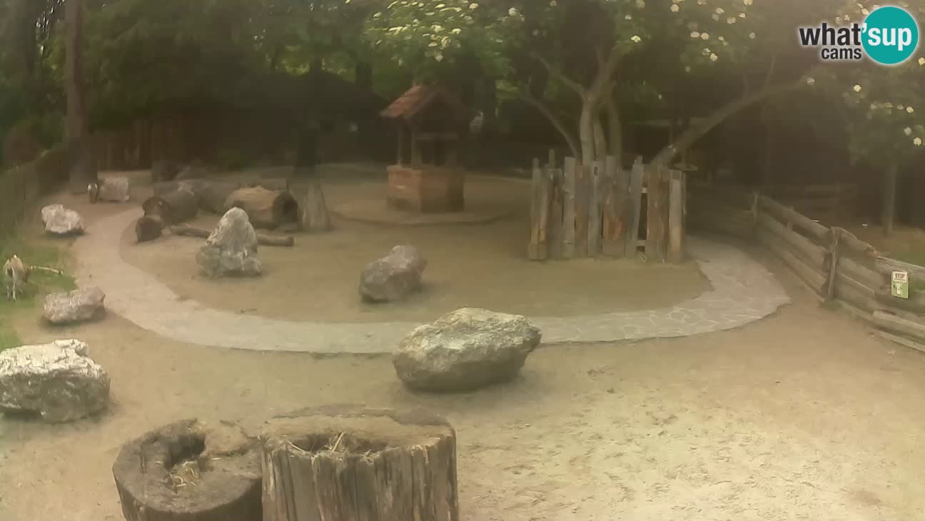 Zoo Zagreb – Cebo dai cornetti