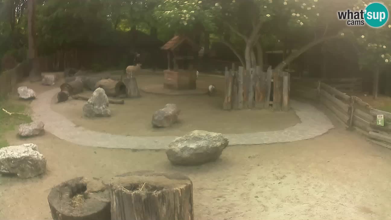 Zoo Zagreb – Brown Capuchin
