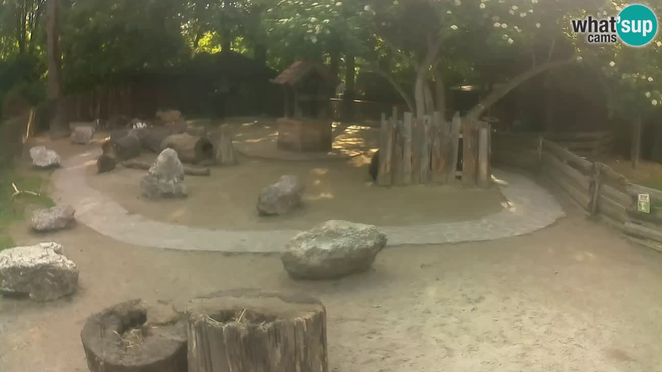 Zoo Zagreb – Brown Capuchin