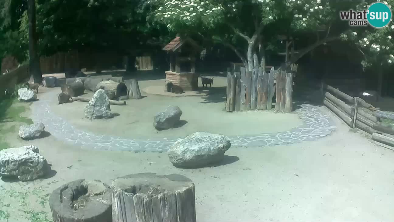 Zoo Zagreb – Brown Capuchin