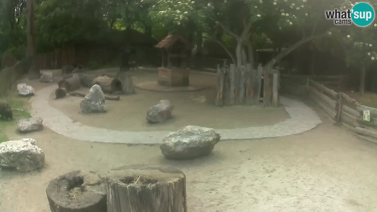 Zoo Zagreb – Cebus apella