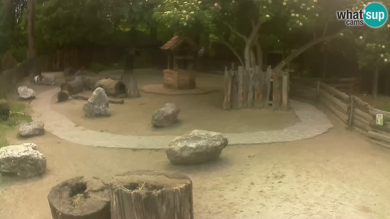 Zoo Zagreb – Cebo dai cornetti