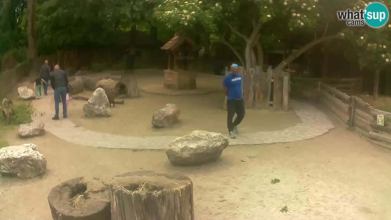 Zoo Zagreb – Brown Capuchin