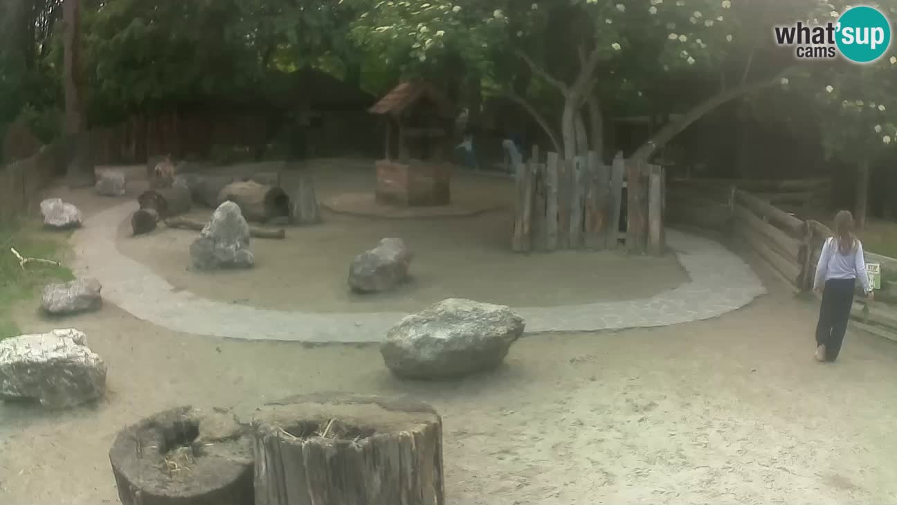 Zoo Zagreb –  Mono maicero