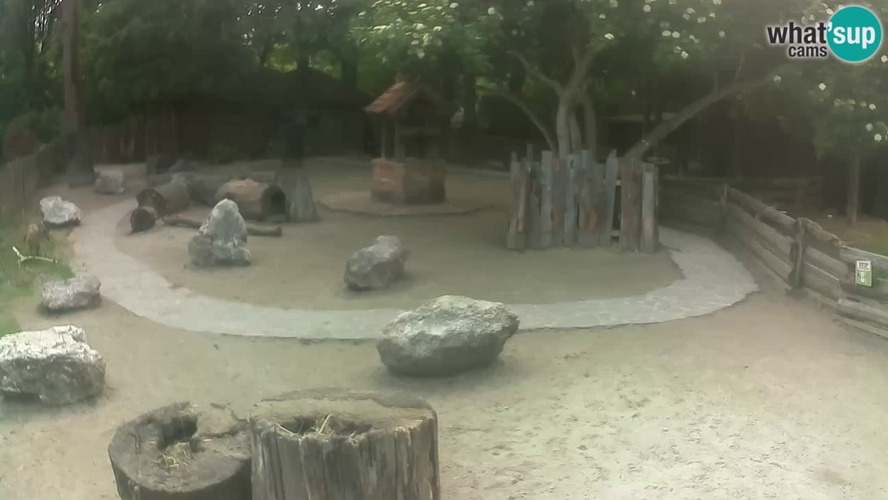Zoo Zagreb – Haubenkapuziner