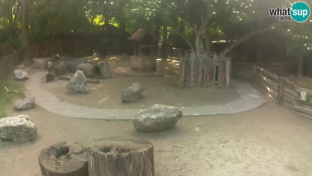 Zoo Zagreb – Brown Capuchin