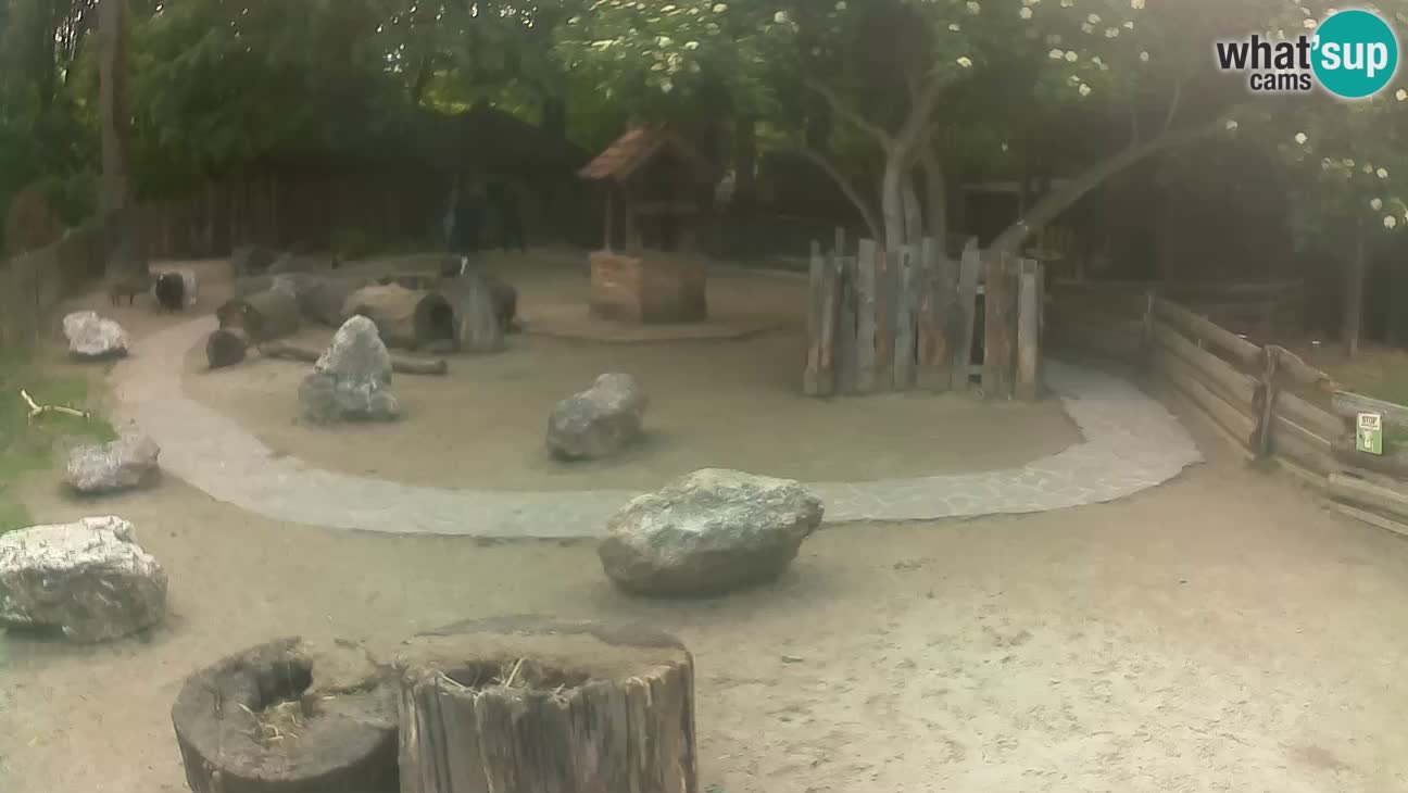 Zoo Zagreb – Cebo dai cornetti