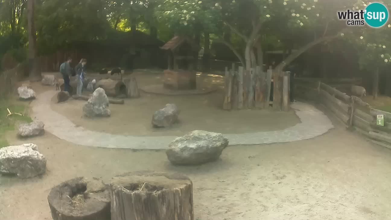 Zoo Zagreb – Haubenkapuziner