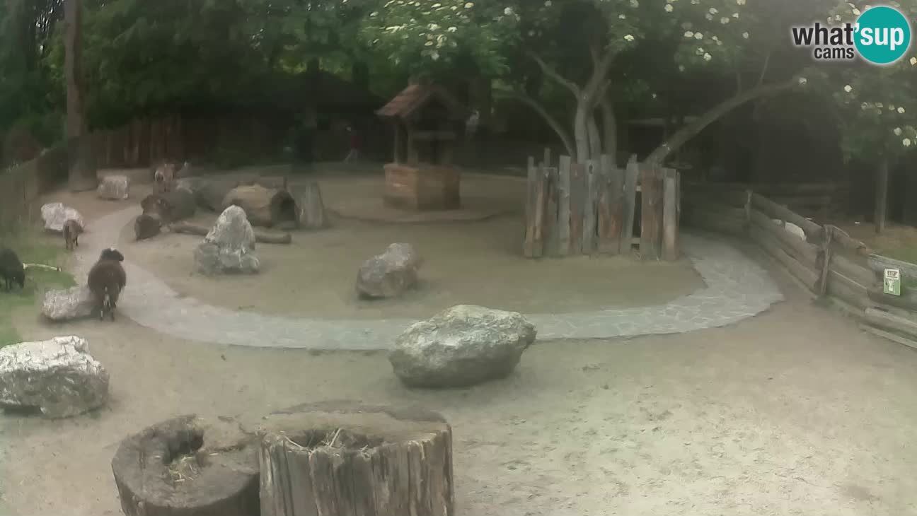 Zoo Zagreb – Haubenkapuziner