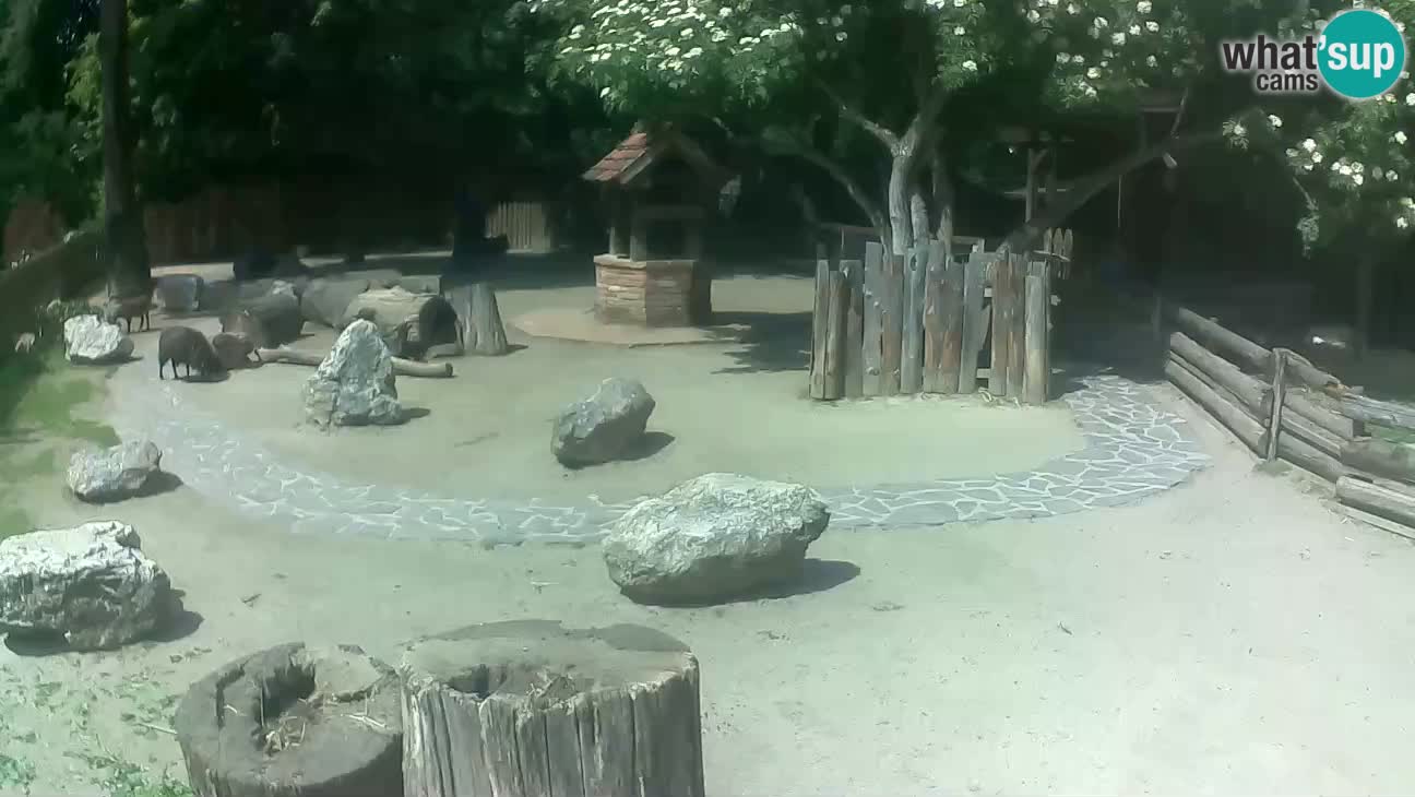 Zoo Zagreb – Rjava kapucinka