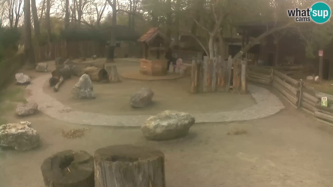 Zoo Zagreb – Rjava kapucinka