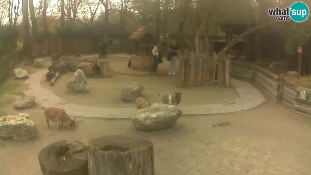 Zoo Zagreb – Cebo dai cornetti