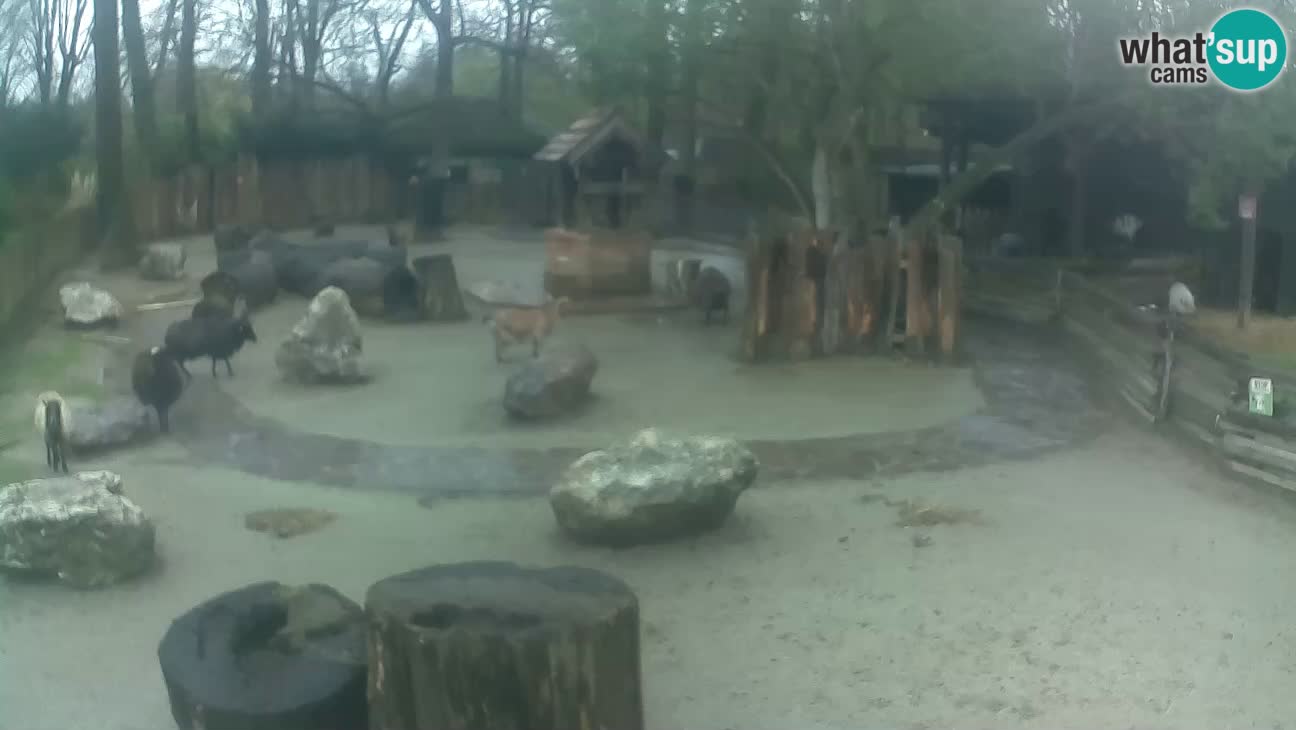 Zoo Zagreb – Cebus apella