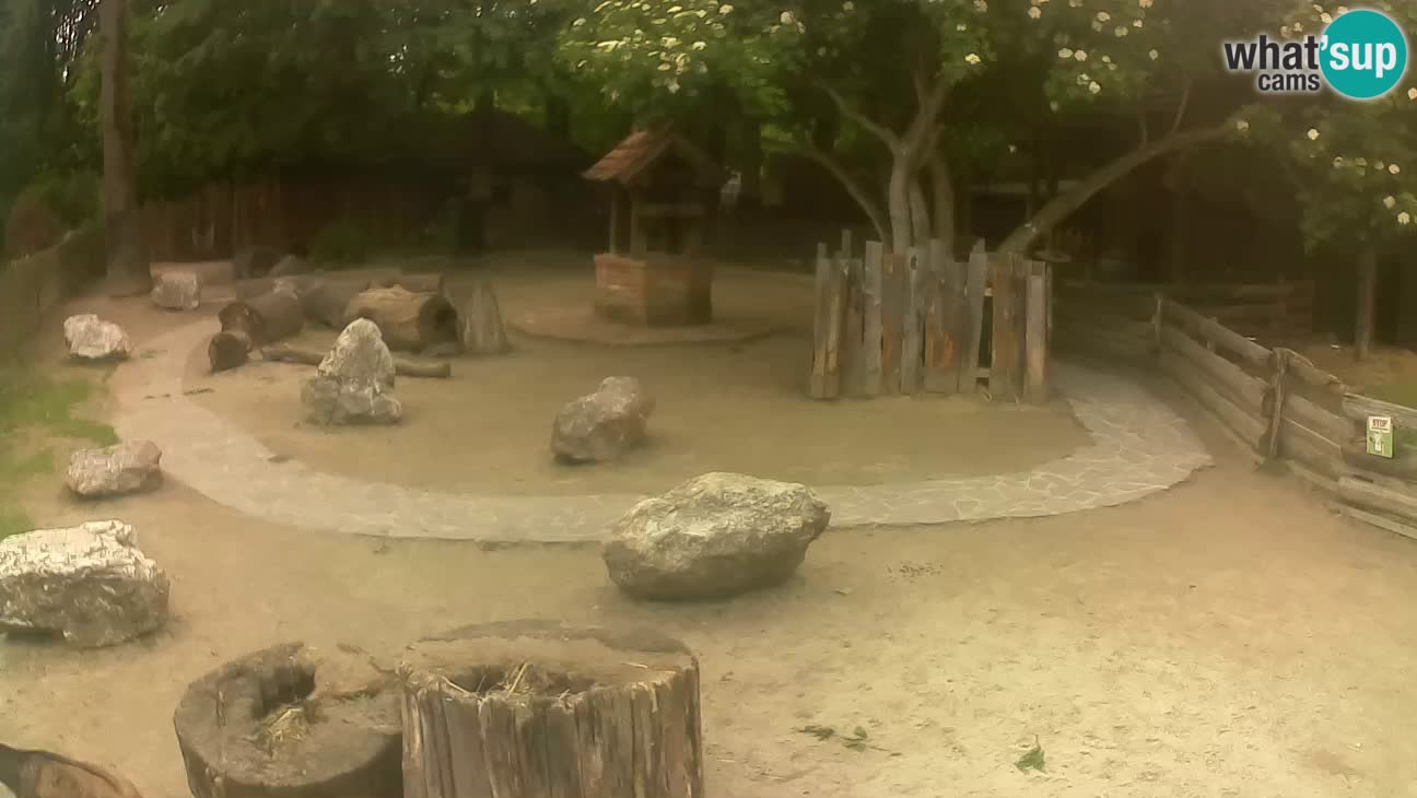 Zoo Zagreb – Brown Capuchin