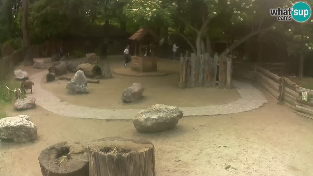 Zoo Zagreb – Brown Capuchin
