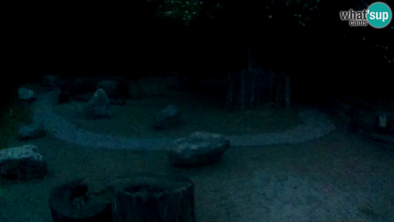 Zoo Zagreb – Brown Capuchin