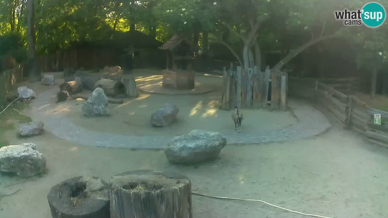 Zoo Zagreb – Brown Capuchin