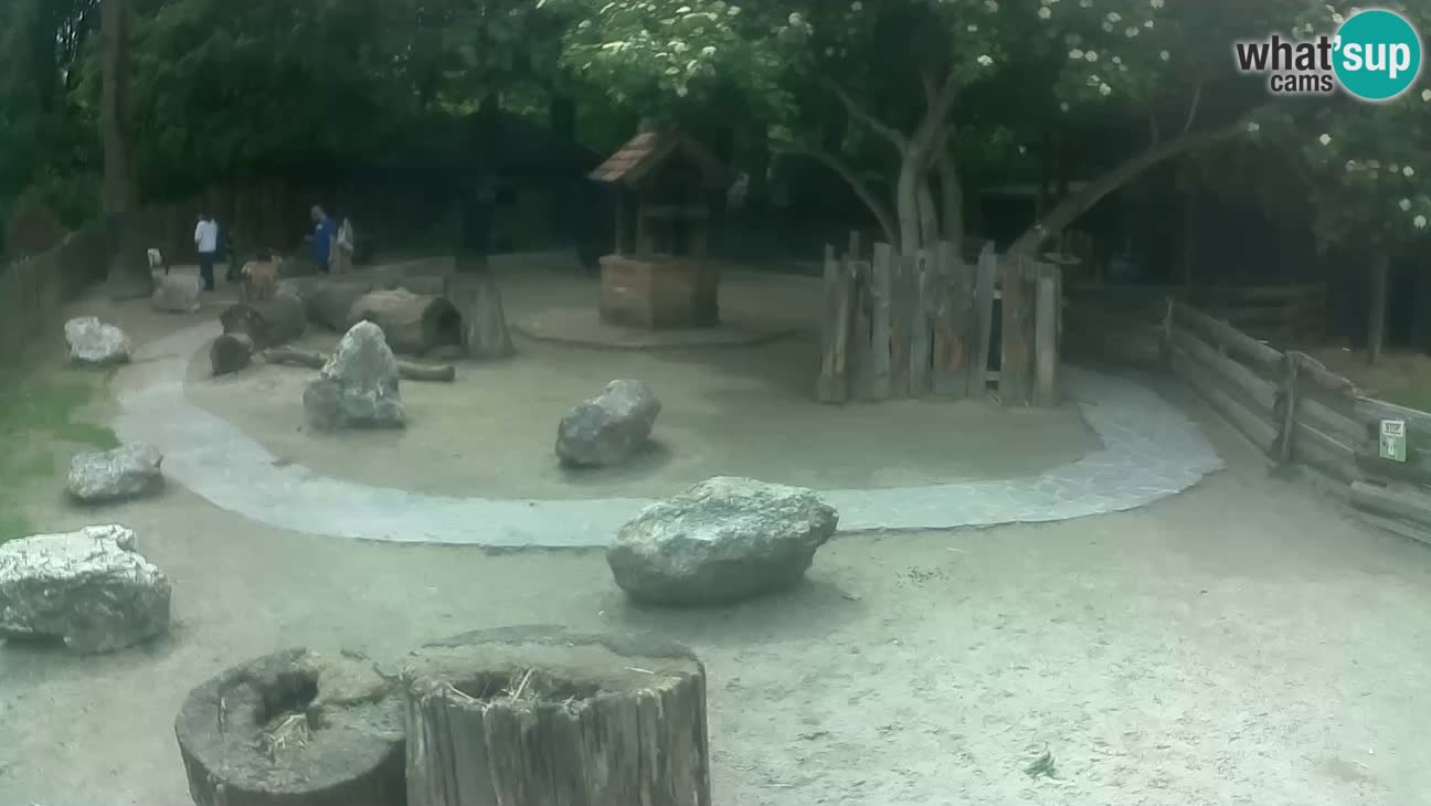 Zoo Zagreb – Rjava kapucinka