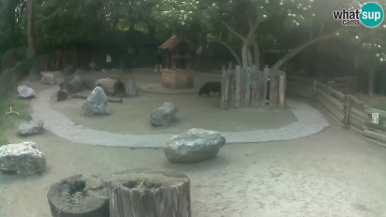 Zoo Zagreb – Brown Capuchin