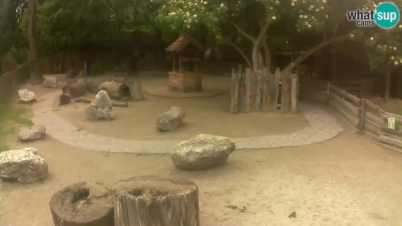 Zoo Zagreb – Brown Capuchin