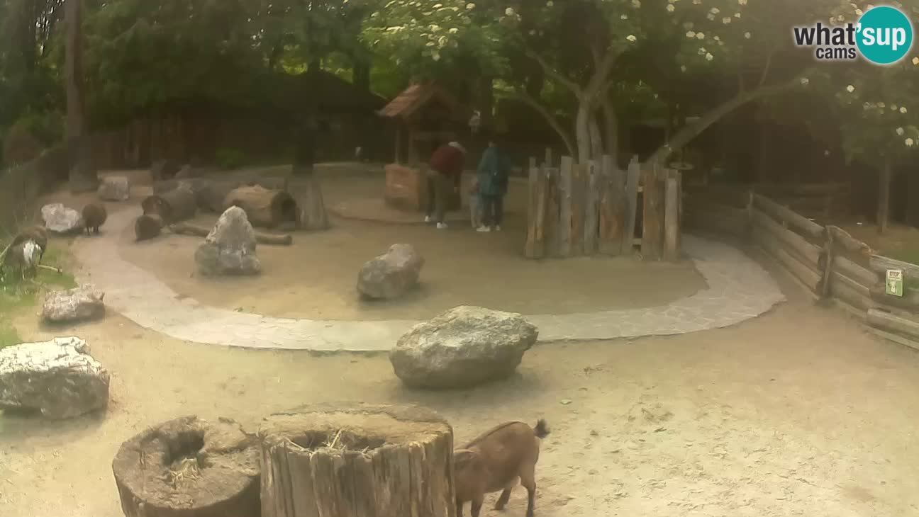 Zoo Zagreb – Brown Capuchin