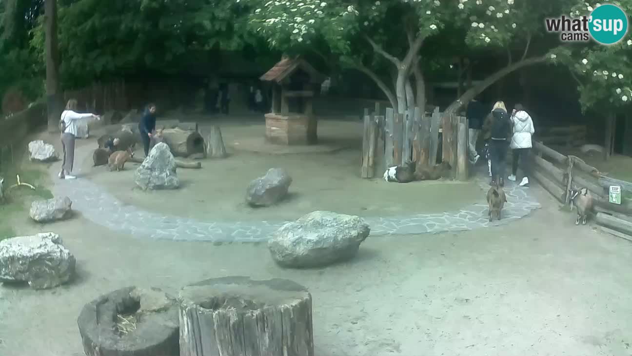 Zoo Zagreb – Rjava kapucinka