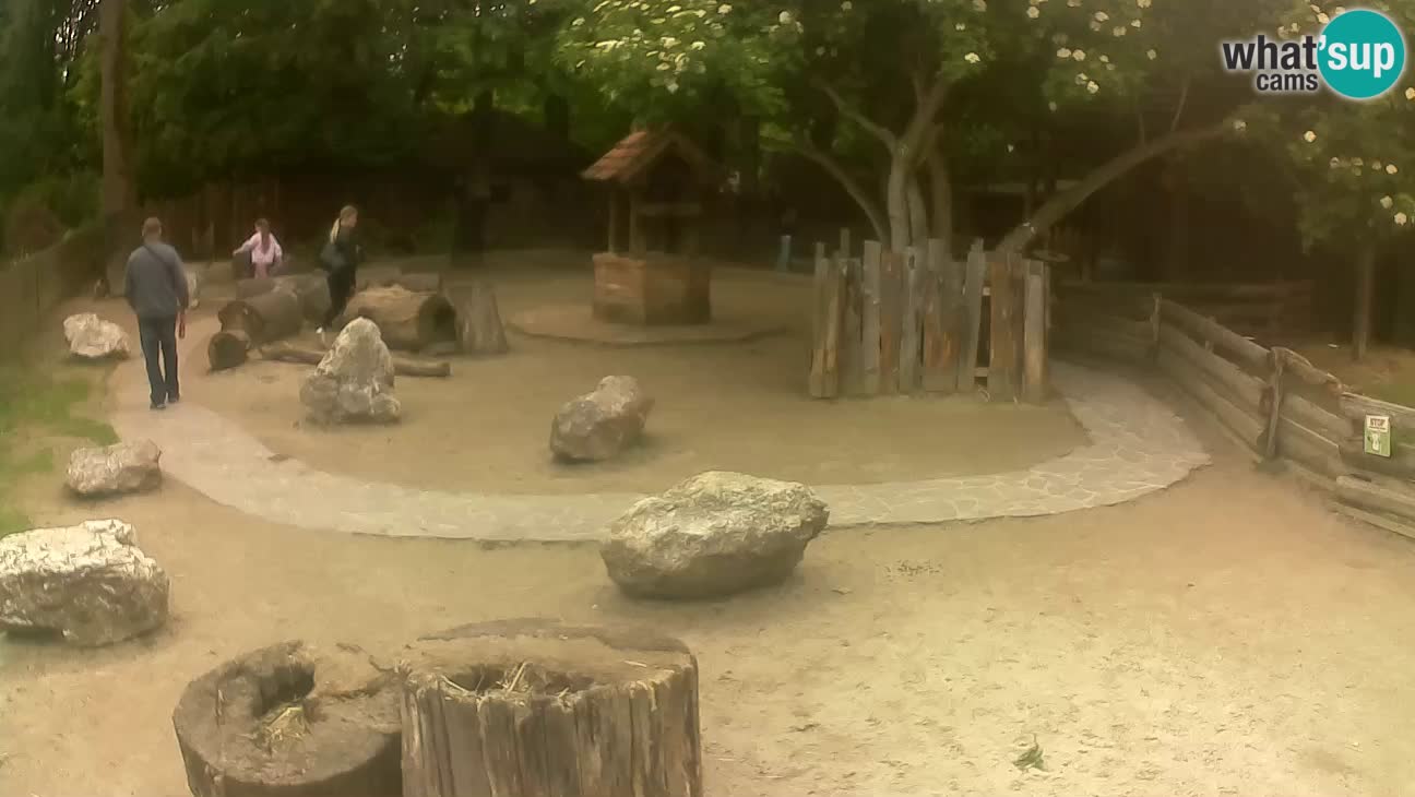 Zoo Zagreb – Brown Capuchin