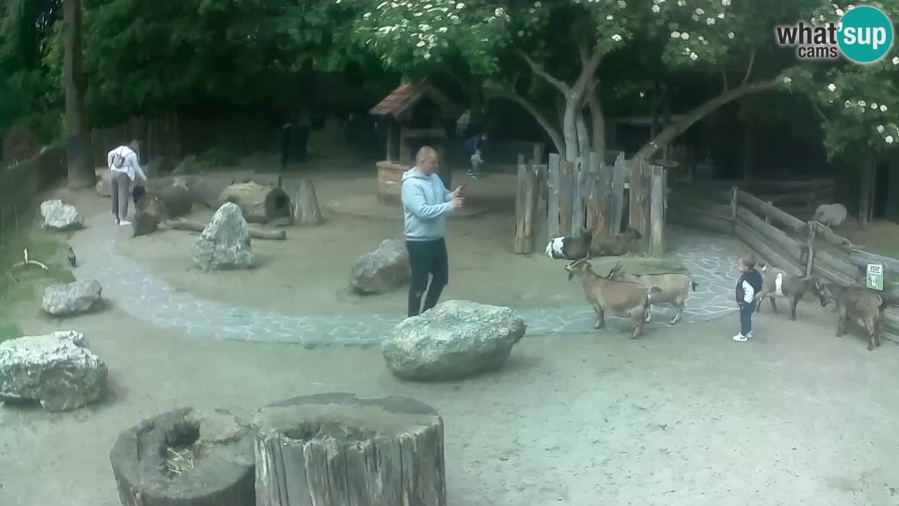 Zoo Zagreb – Brown Capuchin