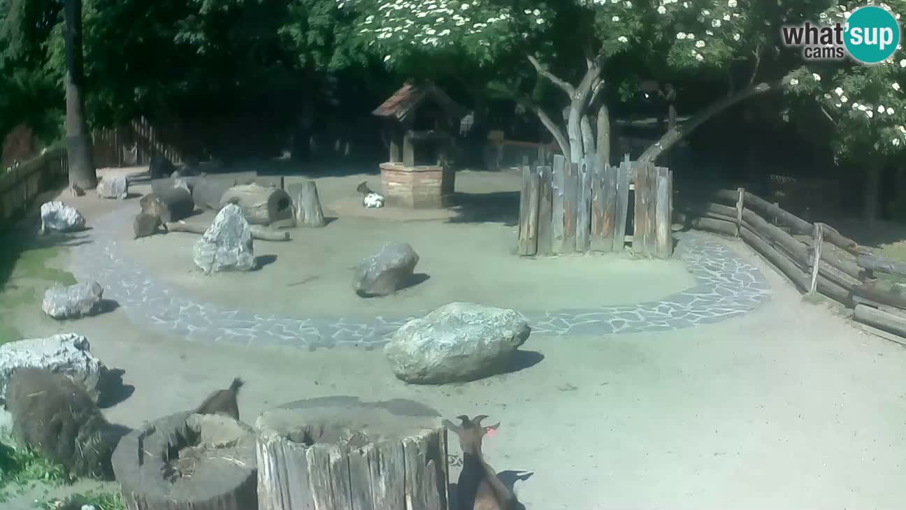 Zoo Zagreb – Cebus apella