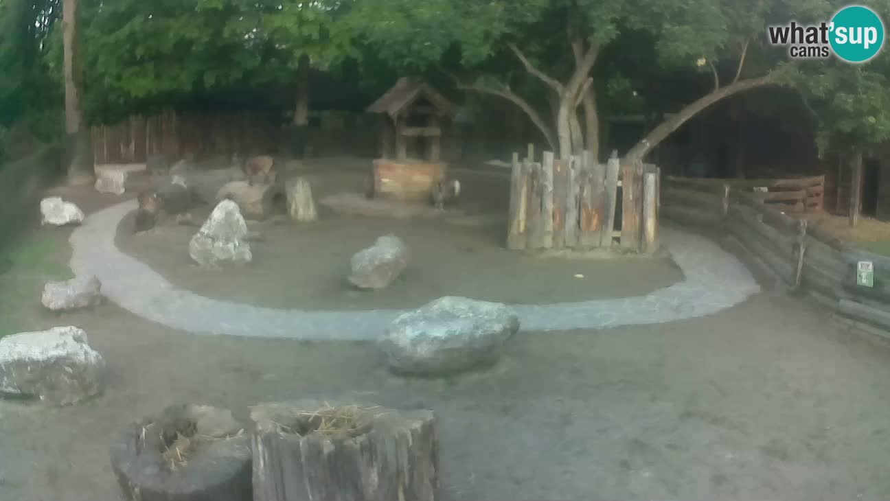 Zoo Zagreb – Brown Capuchin