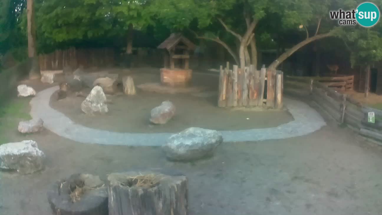Zoo Zagreb – Cebus apella