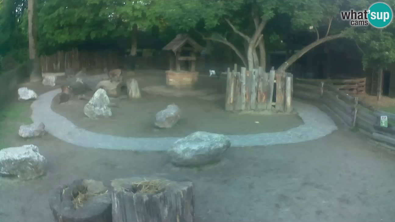 Zoo Zagreb – Haubenkapuziner
