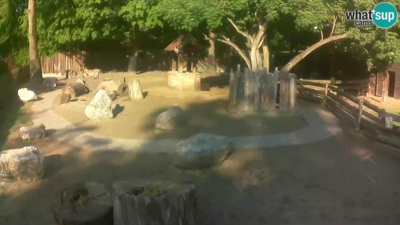 Zoo Zagreb – Brown Capuchin