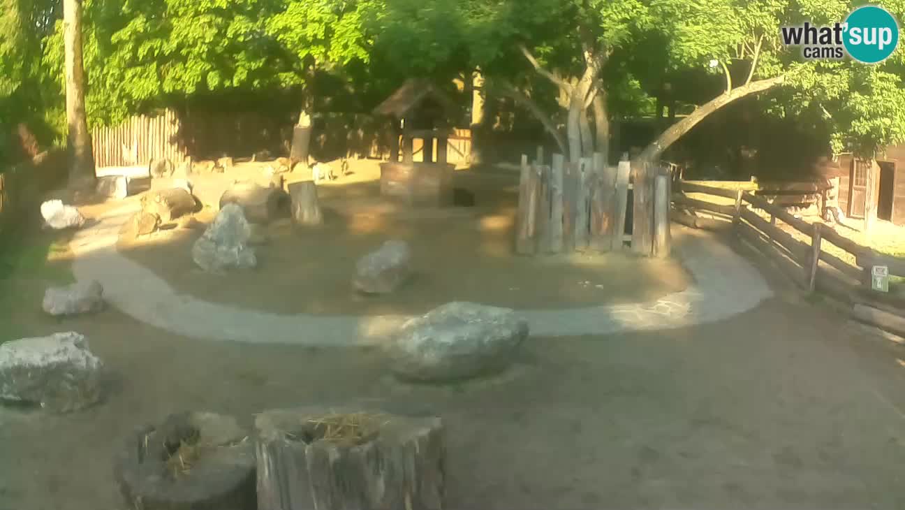 Zoo Zagreb – Haubenkapuziner