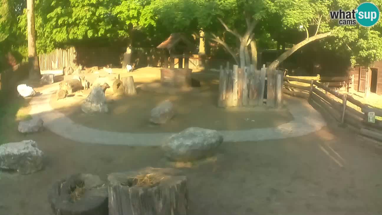 Zoo Zagreb – Haubenkapuziner