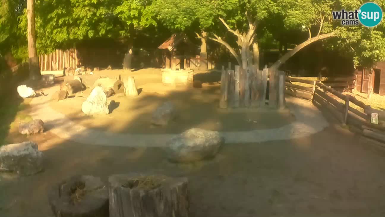 Zoo Zagreb – Cebo dai cornetti
