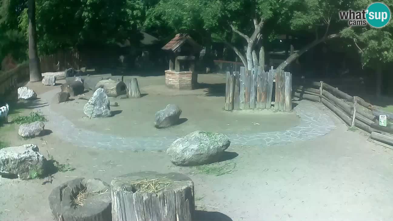 Zoo Zagreb – Brown Capuchin