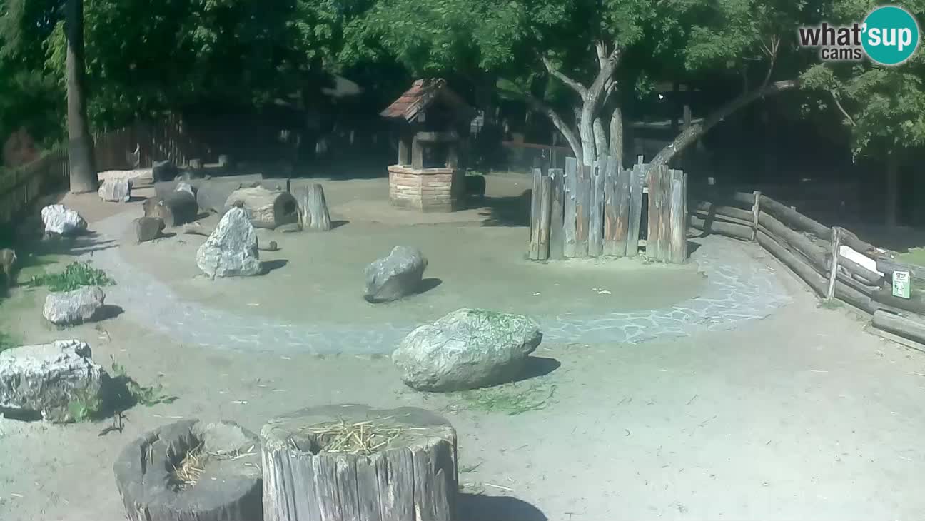 Zoo Zagreb – Cebo dai cornetti