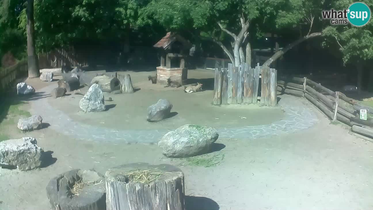 Zoo Zagreb – Brown Capuchin