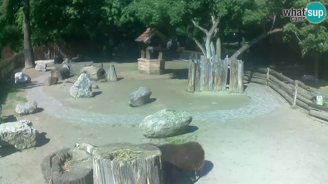 Zoo Zagreb –  Mono maicero