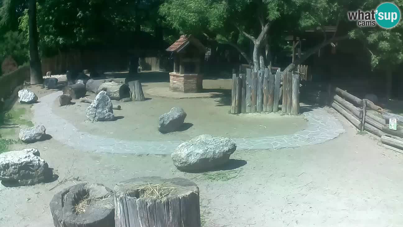 Zoo Zagreb – Haubenkapuziner