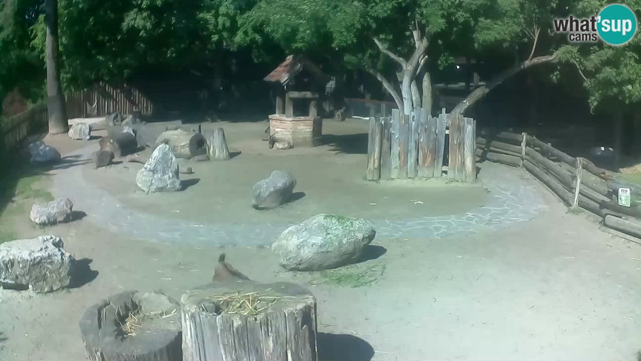 Zoo Zagreb – Rjava kapucinka