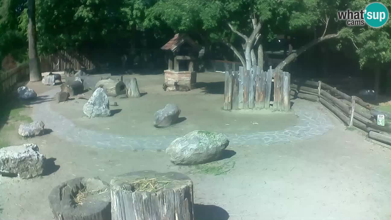 Zoo Zagreb –  Mono maicero