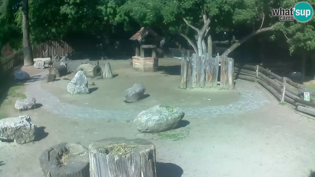 Zoo Zagreb – Cebus apella
