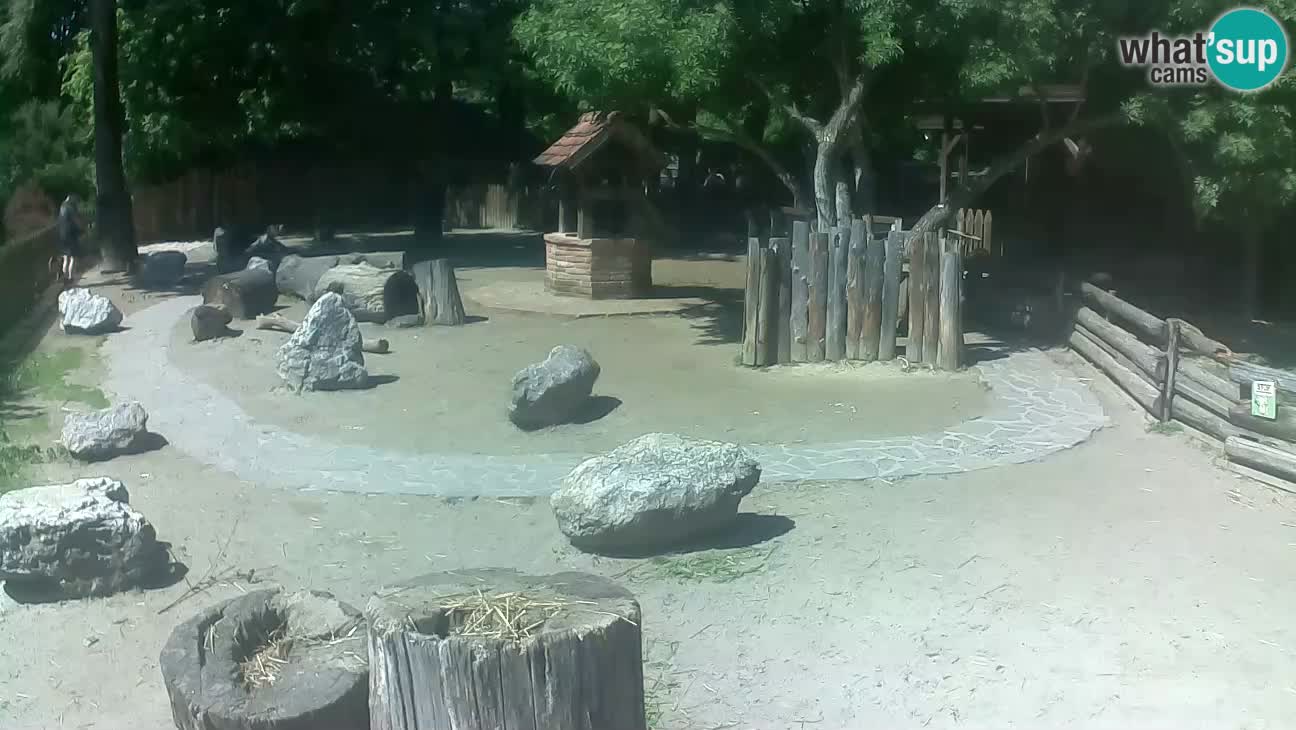 Zoo Zagreb – Brown Capuchin