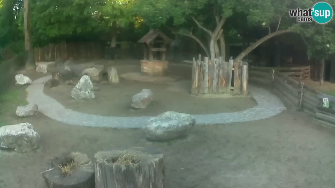 Zoo Zagreb – Brown Capuchin
