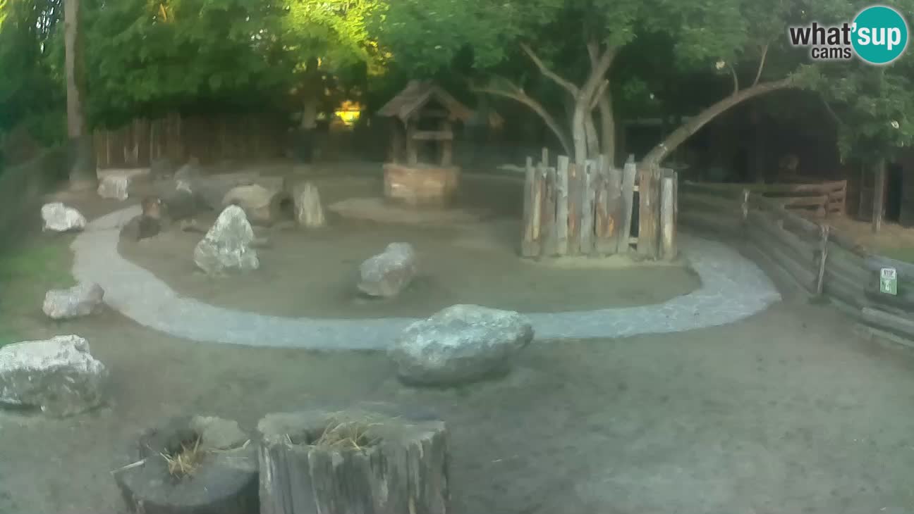 Zoo Zagreb – Rjava kapucinka